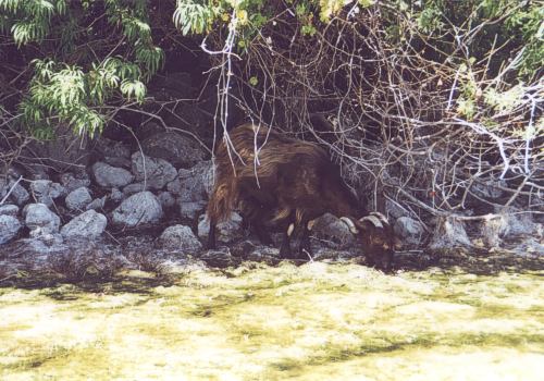 kreta_lake_kournas_ziege.jpg, 48kB
